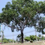 Tocantins conta com espécies protegidas por lei