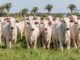 Governo do Tocantins orienta produtores para a campanha de declaração obrigatória de animais que começa dia 1° de novembro