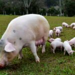 Lucas Scherer - Os custos mundiais da produção de suínos aumentaram significativamente em 2022