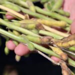 Cientistas avaliam fungicidas e cultivares para combater a podridão de grãos na soja Gabriel Rezende - Redes multidisciplinares de pesquisa estão analisando dados como clima, fertilidade e física do solo, teor de lignina e outros que possam dar pistas sobre a podridão da soja