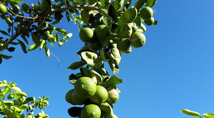 Citricultores ganham sistema orgânico de produção de lima ácida Tahiti João Roberto Oliveira - a proposta é que sirva de modelo e possa ser ajustado para outros polos produtivos do País, já que contempla os princípios básicos da produção orgânica.