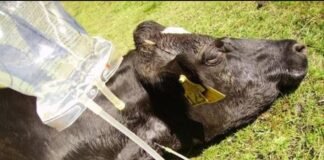 Suplementação reduz as chances de desenvolver hipocalcemia pós-parto