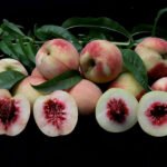 Nova variedade de pessegueiro disponibiliza frutos no fim do ano Paulo Lanzetta - Nova variedade de pessegueiro permite colheitas após o período da safra. Fruta é própria para consumo in natura