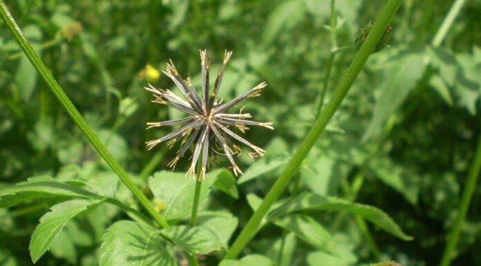 Fernando Adegas - O picão-preto (foto acima) é uma planta daninha de ocorrência no Brasil. É o primeiro registro da planta resistente ao herbicida glifosato no País