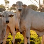 Adapec alerta produtores rurais que o prazo para declaração obrigatória de informações pecuárias encerra dia 30 de novembro