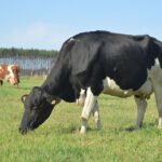 Balde Cheio reverte para a sociedade 44 reais para cada 1 real investido Gisele Rosso - Produtores de leite de 375 municípios de 18 estados brasileiros adotam a tecnologia, que atribui mais sustentabilidade à atividade