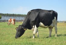 Gisele Rosso - Produtores de leite de 375 municípios de 18 estados brasileiros adotam a tecnologia, que atribui mais sustentabilidade à atividade