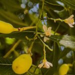 Saulo Coelho - Resultados indicam que os extratos vegetais estudados, como o Nim (foto acima), têm potencial para uso como compostos de antivirais, para aplicação em caprinos