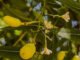 Extratos vegetais inibem atividade de vírus causador da Artrite Encefalite Caprina Saulo Coelho - Resultados indicam que os extratos vegetais estudados, como o Nim (foto acima), têm potencial para uso como compostos de antivirais, para aplicação em caprinos
