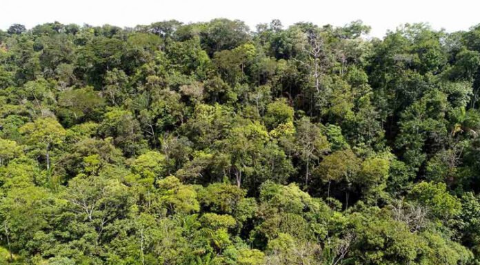 Governo do Tocantins apoia realização do 1° Fórum de Sustentabilidade do Estado do Tocantins