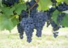 Valtair Comachio - Método permite acompanhar a evolução de compostos essenciais à qualidade dos vinhos, durante o processo de amadurecimento das uvas, e definir o momento da colheita
