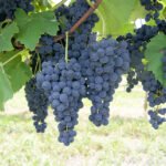 Valtair Comachio - Método permite acompanhar a evolução de compostos essenciais à qualidade dos vinhos, durante o processo de amadurecimento das uvas, e definir o momento da colheita