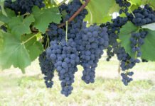 Valtair Comachio - Método permite acompanhar a evolução de compostos essenciais à qualidade dos vinhos, durante o processo de amadurecimento das uvas, e definir o momento da colheita