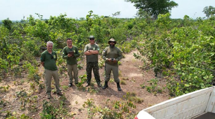 Naturatins realiza operação contra o desmatamento em três municípios