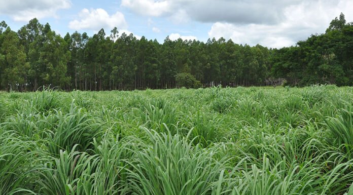 Allan Kardec - Além do ótimo desempenho para os rebanhos do Cerrado brasileiro, a nova variedade garante alta produtividade em solos de baixa fertilidade e maior valor nutricional