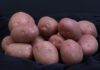 Paulo Lanzetta - O desenvolvimento de uma variedade de casca vermelha buscou atender às demandas de consumo da região, onde a preferência é por batatas dessa cor