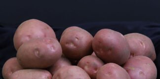 Paulo Lanzetta - O desenvolvimento de uma variedade de casca vermelha buscou atender às demandas de consumo da região, onde a preferência é por batatas dessa cor