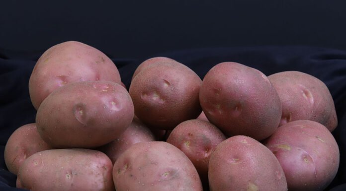 Pesquisa desenvolve batata de pele vermelha voltada à subsistência de agricultures familiares Paulo Lanzetta - O desenvolvimento de uma variedade de casca vermelha buscou atender às demandas de consumo da região, onde a preferência é por batatas dessa cor