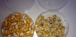 Dagma Silva - Pesquisadores selecionam híbridos de milho com menor incidência de fumosinas em grãos