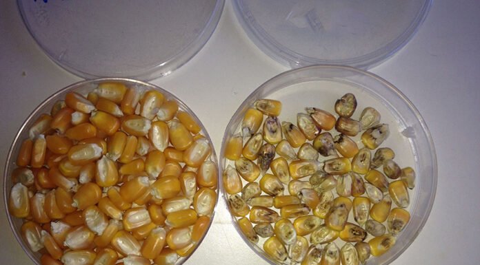 Pesquisa pioneira no Brasil aponta variedades de milho com alta produtividade e mais resistentes a fumonisinas Dagma Silva - Pesquisadores selecionam híbridos de milho com menor incidência de fumosinas em grãos