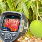 Magna Soelma Beserra de Moura - Em fruteiras, por exemplo, o excesso de calor pode causar o abortamento dos botões florais – que dariam origem aos frutos