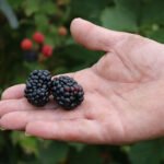 Francisco Lima - O tamanho do fruto é atrativo e sua acidez acentuada faz com que a cultivar ganhe espaço para fins industriais