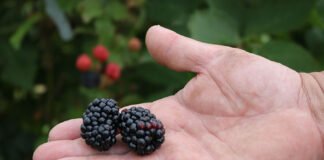 Francisco Lima - O tamanho do fruto é atrativo e sua acidez acentuada faz com que a cultivar ganhe espaço para fins industriais