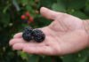 Francisco Lima - O tamanho do fruto é atrativo e sua acidez acentuada faz com que a cultivar ganhe espaço para fins industriais