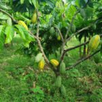 Enilson Solano - O plantio de espécies nativas para recuperação de áreas de preservação permanente e a implantação de SAFs são recomendados para restauração florestal na região amazônica