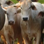 Preço da arroba do boi gordo volta a subir no Brasil; confira