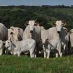 Preços do boi gordo sobem no atacado e no varejo; confira