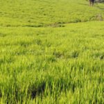 Programa brasileiro de recuperação de pastagens será destaque na COP28
