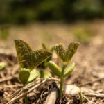 Projeto internacional avalia serviços ecossistêmicos do solo no Matopiba Sam Manhães - Serviços ecossistêmicos do solo são pouco conhecidos e muitas vezes negligenciados