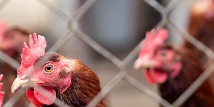 Tocantins implementa medidas para regulamentar estabelecimentos avícolas de pequena escala imagem de destaque