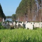 mercado abre a semana em ritmo lento