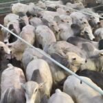 preços seguem acomodados com equilíbrio entre oferta e demanda