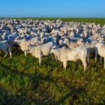 semana termina com preços estáveis