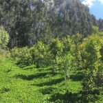 Arquivo Solidaridad - A produção de erva-mate figura entre as 13 práticas tecnológicas consideradas potencialmente mitigadoras pelo Plano ABC+, do Ministério da Agricultura (Mapa)