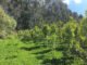 Arquivo Solidaridad - A produção de erva-mate figura entre as 13 práticas tecnológicas consideradas potencialmente mitigadoras pelo Plano ABC+, do Ministério da Agricultura (Mapa)