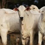 Frigoríficos devem entrar em 2024 com escalas mais confortáveis