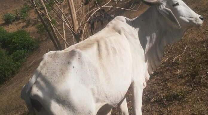 MG suspende cobrança de ICMS de produtores impactados pela seca