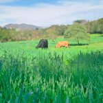 Fernanda Samarini - A expectativa é que os dados da plataforma possam subsidiar a revisão de regulamentos técnicos e a formulação de políticas públicas adequadas ao segmento