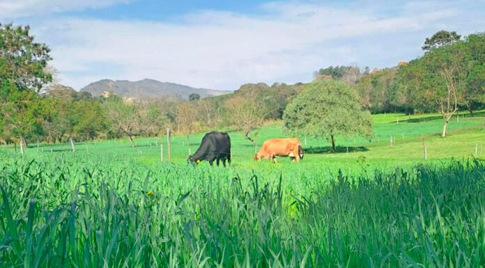 Fernanda Samarini - A expectativa é que os dados da plataforma possam subsidiar a revisão de regulamentos técnicos e a formulação de políticas públicas adequadas ao segmento