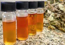 Clarice Rocha - Análises demonstraram a eficácia do óleo essencial de Lippia sp. no controle de fungos e bactérias responsáveis por causar doenças em diversas culturas