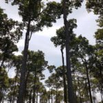 Renata Silva - As áreas com castanheiras representam florestas de alto valor para a bioeconomia, para a preservação das comunidades agroextrativistas e para a estabilidade ecológica
