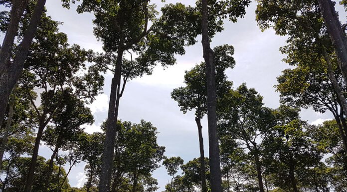 Renata Silva - As áreas com castanheiras representam florestas de alto valor para a bioeconomia, para a preservação das comunidades agroextrativistas e para a estabilidade ecológica