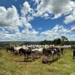 Você viu? Bezerros nelore nascendo com cor na fazenda