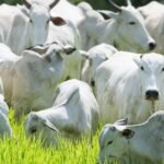 estiagem pode matar 10 mil cabeças de gado na Bahia