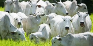 Arroba do boi gordo no país: confira cotações