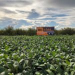 Hugo Kern - As novas cultivares de soja possuem tolerância ao herbicida glifosato, o que facilita o controle de plantas daninhas e também agrega resistência a algumas lagartas (um gene Bt cry1Ac)